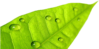 �y�z: \\RYSERVER\rypage\img\leaf.gif